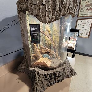 Greensboro 2/2023 - Herpetology Lab, Giant African millipedes