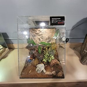 Greensboro 2/2023 - Herpetology Lab, Asian forest scorpion