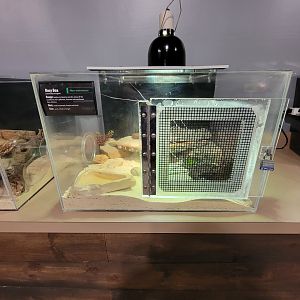 Greensboro 2/2023 - Herpetology Lab, Rosy boa