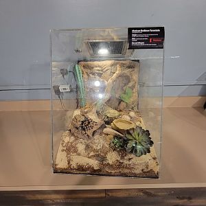 Greensboro 2/2023 - Herpetology Lab, Mexican redknee tarantula