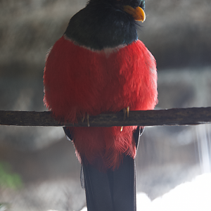 Trogon ID?