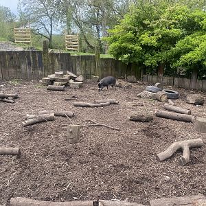 Visayan warty pig enclosure 060523