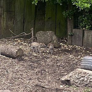 Visayan warty piglets 060523