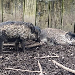 Visayan warty pigs 060523
