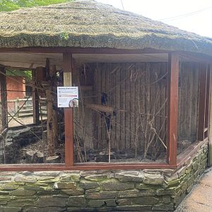 Swinhoe’s striped squirrel enclosure 060523