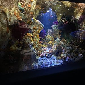 Cave Flowers Exhibit