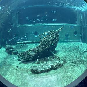 Main Tank Through Bubble View