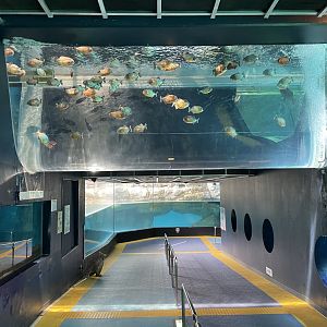 Overhead Red-Bellied Piranha Tank