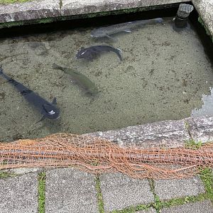 Outdoor Sturgeon Hatchery