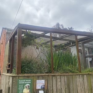 Bearded tit aviary 060523