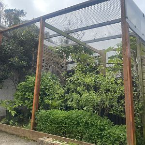 Yellow cardinal aviary 060523