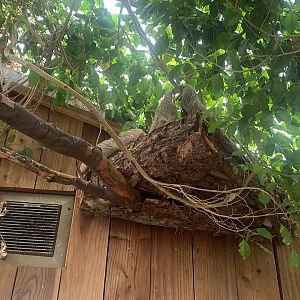 Hoffman’s two-toed sloth 060523