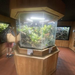 Tropical House - Dart frog vivarium 060523