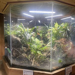 Tropical House - Dart frog vivarium 060523