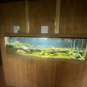 Tropical House - Big-headed turtle exhibit 060523