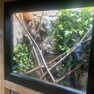 Tropical House - Antigua anole exhibit 060523