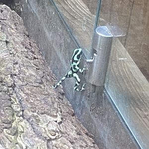 Green and black poison dart frog 060523