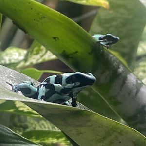 Green and black poison dart frog 060523