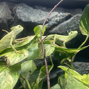 Casqueheaded iguanas 060523