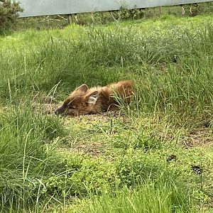 Chinese dhole 150523