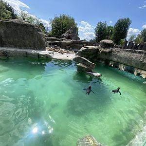 Humboldt penguin exhibit 150523