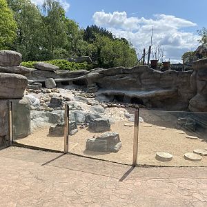Humboldt penguin exhibit 150523