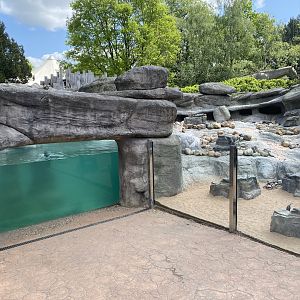 Humboldt penguin exhibit 150523