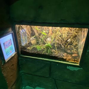 Maranon poison frog exhibit 150523