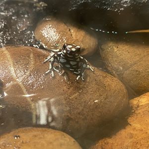 Maranon poison frog 150523