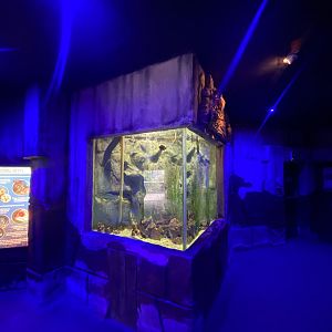 Aquarium exhibit 150523