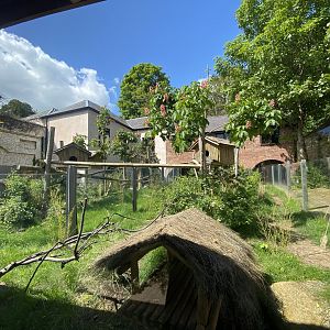 Red panda exhibit 150523