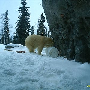 Polar Bear December 2007