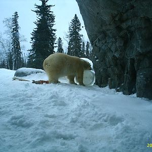 Polar Bear December 2007