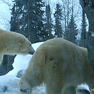 Polar Bear December 2007