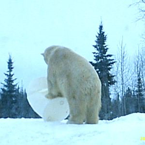 Polar Bear December 2007