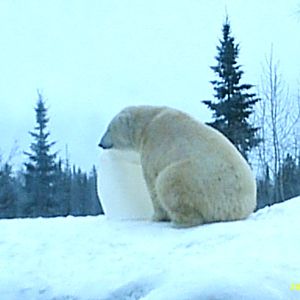 Polar Bear December 2007