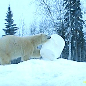 Polar Bear December 2007