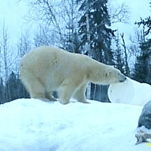 Polar Bear December 2007