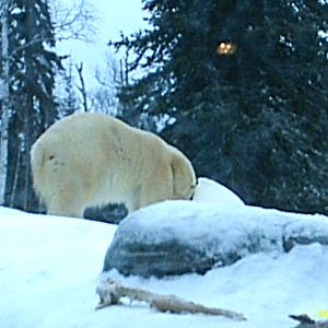 Polar Bear December 2007