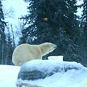 Polar Bear December 2007