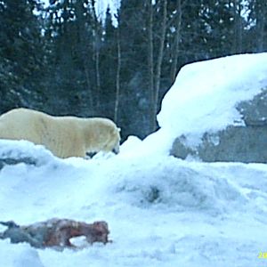 Polar Bear December 2007