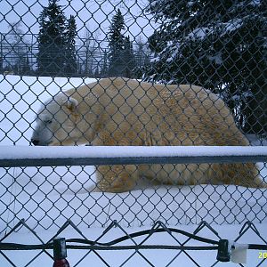 Polar Bear December 2007
