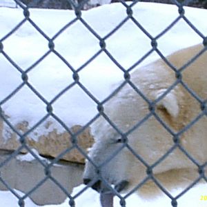 Polar Bear December 2007