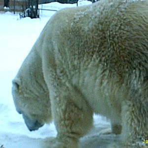 Polar Bear December 2007