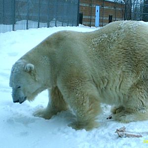 Polar Bear December 2007