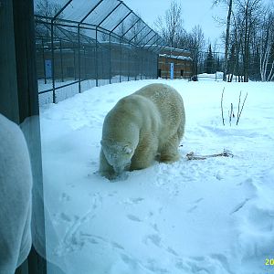 Polar Bear December 2007
