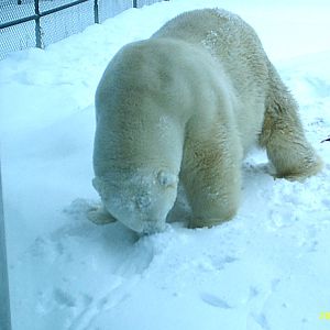 Polar Bear December 2007