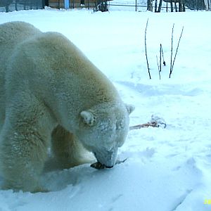 Polar Bear December 2007
