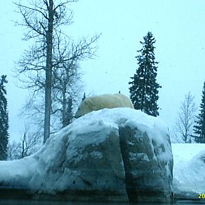 Polar Bear December 2007