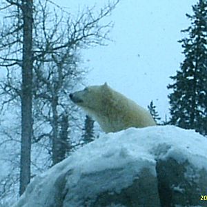 Polar Bear December 2007